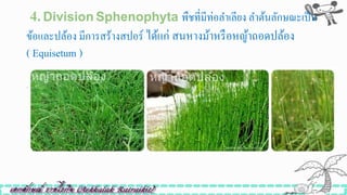 4.Division Sphenophyta พืชที่มีท่อลาเลียง ลาต้นลักษณะเป็น
ข้อและปล้อง มีการสร้างสปอร์ ได้แก่ สนหางม้าหรือหญ้าถอดปล้อง
( Equisetum )
 