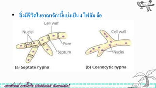 • สิ่งมีชีวิตในอำณำจักรนี้แบ่งเป็น 4 ไฟลัม คือ
 