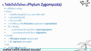 1. ไฟลัมไซโกไมโคตำ (Phylum Zygomycota)
• ราที่มีวิวัฒนาการต่าสุด
• ลักษณะ
• 1. เซลล์เดี่ยวเจริญอยู่ในน้า บนบก และซากพืิซากสัตว์
• 2. เส้นใยินิดไม่มีผนังกั้น
• 3. ต้องการความิื้น
• 4. ดารงิีวิตแบบปรสิต(Parasite) และผู้ย่อยสลาย (saprophyte)
• 5. การสืบพันธุ์
• - แบบไม่อาศัยเพศ สร้างสปอร์ เรียกว่า sporangiospore
• - แบบอาศัยเพศ สร้างสปอร์ เรียกว่า zygospore
• ประโยชน์
• 1. Rhizopus oryzae ผลิตแอลกอฮอล์
• 2. R. nigricans ผลิตกรดฟูตริก
• โทษ
• ทาให้เกิดโรคในพืิและสัตว์
 