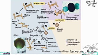 ภาพแสดงวงิีวิตของ Zygomycetes , Rhizopus
 
