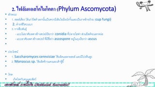 2. ไฟลัมแอสโคไมโคตำ (Phylum Ascomycota)
• ลักษณะ
• 1. เซลล์เดียว ได้แก่ ยีสต์ นอกนั้นเป็นพวกมีเส้นใยมีผนังกั้นและเป็นราคล้ายถ้วย (cup fungi)
• 2. ดารงิีวิตบนบก
• 3. การสืบพันธุ์
• - แบบไม่อาศัยเพศ สร้างสปอร์เรียกว่า conidia ที่ปลายไฮฟา ส่วนยีสต์จะแตกหน่อ
• - แบบอาศัยเพศ สร้างสปอร์ ที่มีิื่อว่า ascospore อยู่ในถุงเรียกว่า ascus
•
• ประโยชน์
• 1. Saccharomyces cerevisiae ใิ้ผลิตแอลกอฮอล์ และมีโปรตีนสูง
• 2. Monascus sp. ใิ้ผลิตข้าวแดงและเต้าหู้ยี้
•
• โทษ
• เกิดโรคกับคนและสัตว์
 