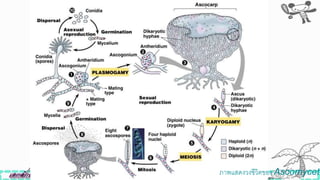 ภาพแสดงวงิีวิตของ Ascomycete
 