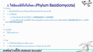 3. ไฟลัมเบสิดิโอไมโคตำ (Phylum Basidiomycota)
• ลักษณะ
• 1. เส้นใยมีผนังกั้นและรวมตัวอัดแน่นเป็นแท่งคล้ายลาต้น เิ่น ดอกเห็ด
• 2. การสืบพันธุ์
• - แบบไม่อาศัยเพศ สร้างสปอร์เรียกว่า codiospore ใน conidia
• - แบบอาศัยเพศ สร้างสปอร์ที่สร้างโดยอาศัยเพศสร้างบนอวัยวะคล้ายกระบองหรือเบสิเดียม (basidium) เรียกว่า แบสิดิโอ
สปอร์ (basidiospore)
•
• ประโยชน์
• ใิ้เป็นแหล่งอาหาร
•
• โทษ
• 1. ทาให้เกิดโรคในพืิ เิ่น ราสนิม ราเขม่า
• 2. เห็ดรา มีสารพิษเข้าทาลายระบบประสาท ทางเดินอาหาร ตับ หัวใจ
 