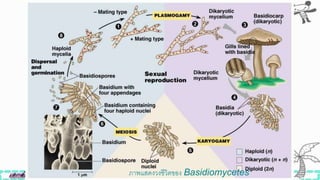 ภาพแสดงวงิีวิตของ Basidiomycetes
 