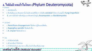 4. ไฟลัมดิวเทดโรไมโคตำ (Phylum Deuteromycota)
• ลักษณะ
• 1. เส้นใยมีผนังกั้น
• 2. สืบพันธุ์ไม่แบบอาศัยเพศเท่านั้น โดยสร้างสปอร์ที่เรียกว่า โคนิเดีย (conidia) จึงเรียกราในกลุ่มนี้ว่า Fungi Imperfecti
• 3. แต่หากเมื่อใดมีการสืบพันธุ์แบบอาศัยเพศจะไปอยู่ใน Ascomycetes และ Basidiomycetes
•
• ประโยชน์
• 1. Penicillium chrysogernum ใิ้ผลิตยาปฏิิีวนะเพนิซิลลิน
• 2. Aspergillus wendtii ใิ้ผลิตเต้าเจี้ยว
• 3. A. oryzae ใิ้ผลิตเหล้าสาเก
•
• โทษ
• 1. ทาให้เกิดโรคในพืิ
• 2. สร้างสารพิษ ทาให้เกิดโรค
• 3. ทาให้เกิดโรคในคน เิ่น กลาก เกลื้อน โรคเท้าเปื่อยหรือฮ่องกงฟุต
 