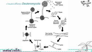 ภาพแสดงวงิีวิตของ Deuteromycota
 