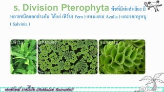 5. Division Pterophyta พืชที่มีท่อลาเลียง มี
หลายชนิดแตกต่างกัน ได้แก่ เฟิร์น( Fern ) แหนแดง( Azolla ) และจอกหูหนู
( Salvinia )
 