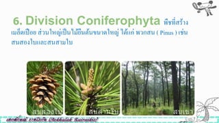 6. Division Coniferophyta พืชที่สร้าง
เมล็ดเปือย ส่วนใหญ่เป็นไม้ยืนต้นขนาดใหญ่ ได้แก่ พวกสน ( Pinus ) เช่น
สนสองใบและสนสามใบ
 