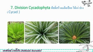 7. Division Cycadophyta พืชที่สร้างเมล็ดเปือย ได้แก่ ปรง
( Cycad )
7. Division Cycadophyta พืชที่สร้างเมล็ดเปือย ได ้แก่ ปรง ( Cycad )
 