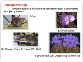 Реинтродукција
поновно враћање биљних и животињских врста у екосистеме
из којих су изчезли
На Обедској бари и Засавици, 2004-2005
Банатски шафран
У Ботаничкој башти „Јевремовац“ из Румуније
Дабар
 