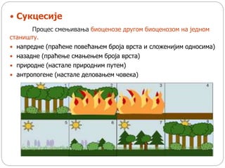  Сукцесије
Процес смењивања биоценозе другом биоценозом на једном
станишту.
 напредне (праћене повећањем броја врста и сложенијим односима)
 назадне (праћење смањењем броја врста)
 природне (настале природним путем)
 антропогене (настале деловањем човека)
 