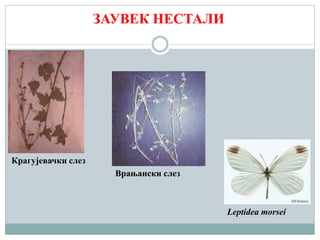 ЗАУВЕК НЕСТАЛИ
Крагујевачки слез
Врањански слез
Leptidea morsei
 