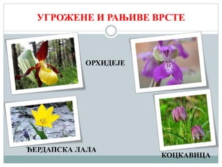 УГРОЖЕНЕ И РАЊИВЕ ВРСТЕ
ОРХИДЕЈЕ
ЂЕРДАПСКА ЛАЛА
КОЦКАВИЦА
 