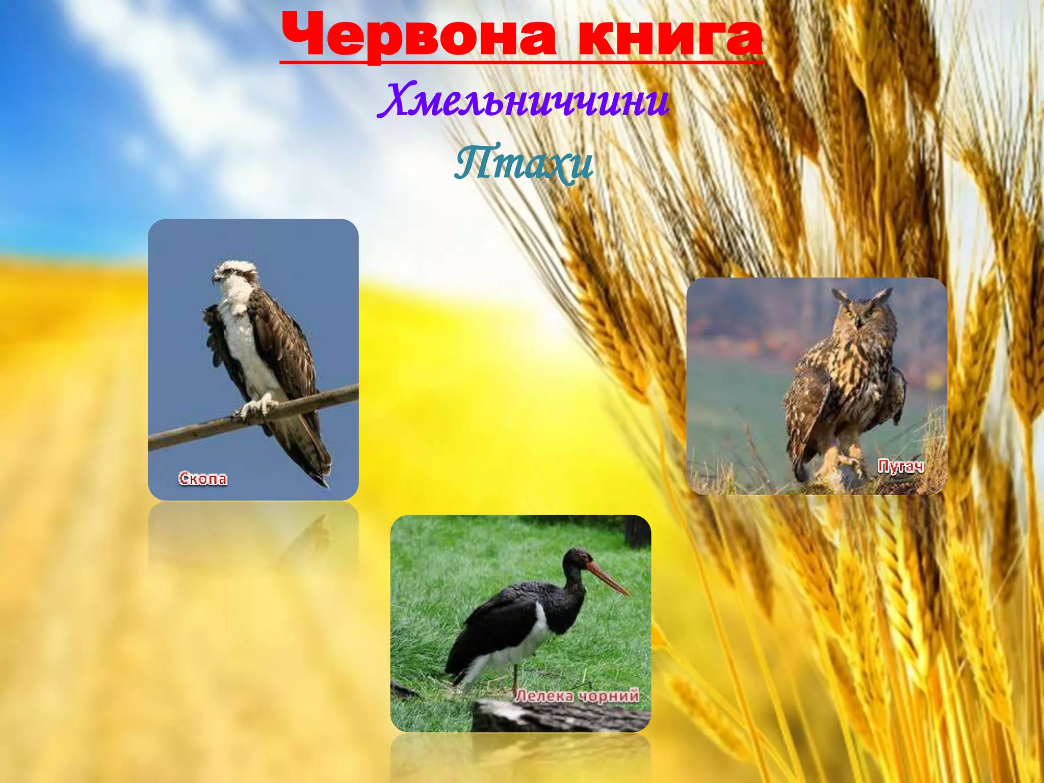 Червона книга
Хмельниччини
Птахи
 