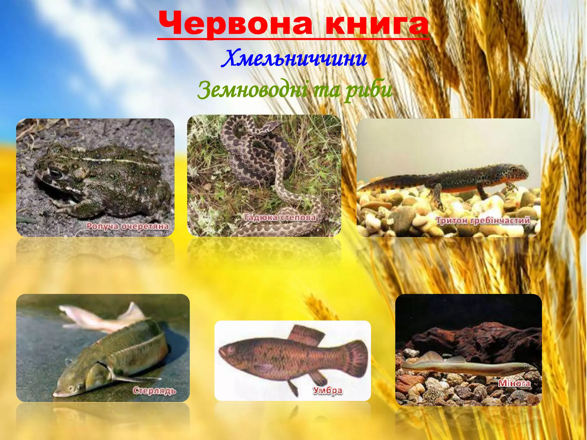 Червона книга
Хмельниччини
Земноводні та риби
 