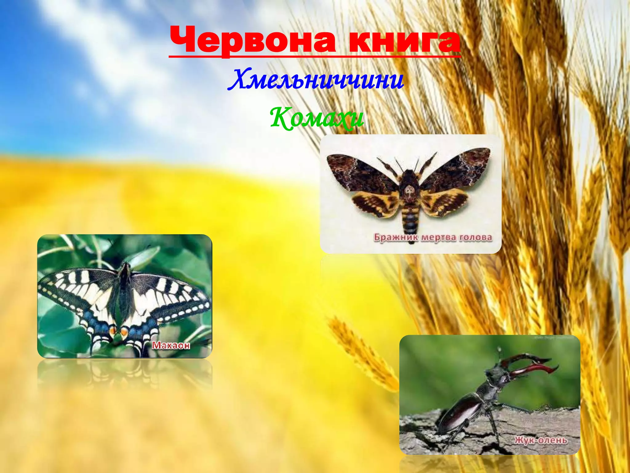 Червона книга
Хмельниччини
Комахи
 