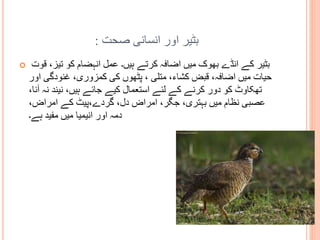 ‫صحت‬ ‫انسانی‬ ‫اور‬ ‫بٹیر‬:
 ‫قوت‬ ،‫تیز‬ ‫کو‬ ‫انہضام‬ ‫عمل‬ ‫ہیں۔‬ ‫کرتے‬ ‫اضافہ‬ ‫میں‬ ‫بھوک‬ ‫انڈے‬ ‫کے‬ ‫بٹیر‬
‫اور‬ ‫غنودگی‬ ،‫کمزوری‬ ‫کی‬ ‫پٹھوں‬ ، ‫متلی‬ ،‫کشاء‬ ‫قبض‬ ،‫اضافہ‬ ‫میں‬ ‫حیات‬
،‫آنا‬ ‫نہ‬ ‫نیند‬ ،‫ہیں‬ ‫جائے‬ ‫کیے‬ ‫استعمال‬ ‫لئے‬ ‫کے‬ ‫کرنے‬ ‫دور‬ ‫کو‬ ‫تھکاوٹ‬
،‫امراض‬ ‫کے‬ ‫گردے،پیٹ‬ ،‫دل‬ ‫امراض‬ ،‫جگر‬ ،‫بہتری‬ ‫میں‬ ‫نظام‬ ‫عصبی‬
‫ہے۔‬ ‫مفید‬ ‫میں‬ ‫انیمیا‬ ‫اور‬ ‫دمہ‬
 