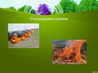 Спалювання соломи
 