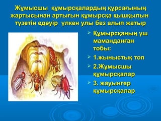 Жұмысшы құмырсқалардың құрсағыныңЖұмысшы құмырсқалардың құрсағының
жартысынан артығын құмырсқа қышқылынжартысынан артығын құмырсқа қышқылын
түзетін едәуір үлкен улы без алып жатыртүзетін едәуір үлкен улы без алып жатыр
 Құмырсқаның үшҚұмырсқаның үш
маманданғанмаманданған
тобы:тобы:
 1.жыныстық топ1.жыныстық топ
 2.Жұмысшы2.Жұмысшы
құмырсқаларқұмырсқалар
 3. жауынгер3. жауынгер
құмырсқаларқұмырсқалар
 