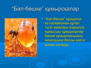 ““Бал-бөшке” құмырсқаларБал-бөшке” құмырсқалар
 ““Бал-бөшке” құмырсқаБал-бөшке” құмырсқа
өз салмағынан құлапөз салмағынан құлап
түсіп жемсауы жарылса,түсіп жемсауы жарылса,
жұмысшы құмырсқаларжұмысшы құмырсқалар
бөшке құмырсқаныныңбөшке құмырсқанының
жемсауына балды қайтажемсауына балды қайта
жинап салады.жинап салады.
 