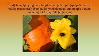 Դդմի ծաղիկները լինում են թե՛ արական և թե՛ իգական սեռի և
դրանց փոշոտումը (ծաղկափոշու փոխանցումը), որպես կանոն,
կատարվում է մեղուների միջոցով։
 