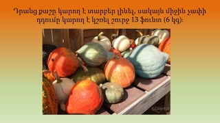 Դրանց քաշը կարող է տարբեր լինել, սակայն միջին չափի
դդումը կարող է կշռել շուրջ 13 ֆունտ (6 կգ)։
 