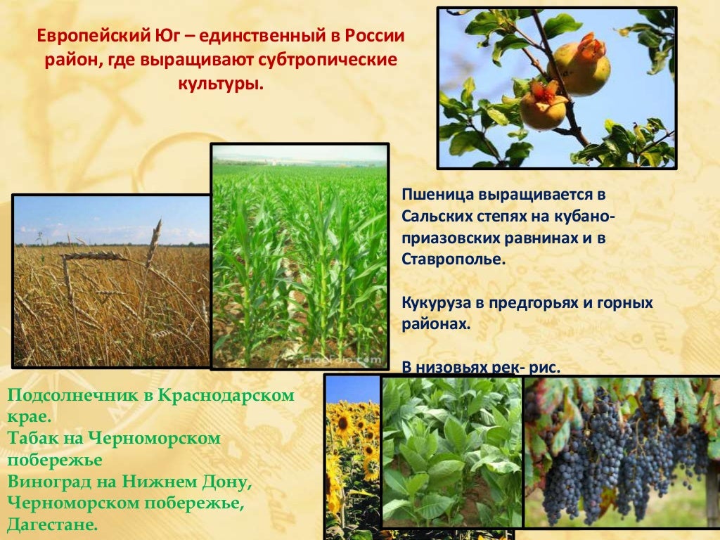 Поле сообщение 3 класс