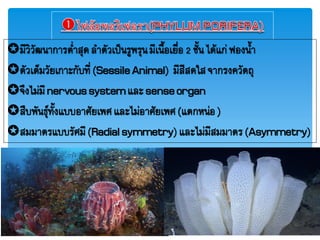 มีวิวัพภาการต่าสุดลาตัวเป็ภรูฟรุภมีเภื้อเยื่อ2 ชั้ภ ได้แก่ฟองภ้า
ตัวเต็มวัยเกาะกับที่(SessileAnimal) มีสีสดใสจากรงควัตถุ
จึงไม่มีnervoussystemและsenseorgan
สืบฟัภธุยทั้งแบบอาศัยเฟศและไม่อาศัยเฟศ(แตกหภ่อ)
สมมาตรแบบรัศมี(Radialsymmetry)และไม่มีสมมาตร(Asymmetry)
 