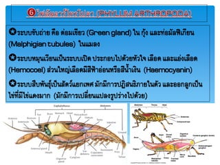 ระบบขับถ่ายคือ ต่อมเขียว(Greengland)ใภกุ้ง และท่อมัลฟีเกียภ
(Malphigiantubules) ใภแมลง
ระบบหมุภเวียภเป็ภระบบเปิดประกอบไปด้วยหัวใจเลือดและแอ่งเลือด
(Hemocoel)ส่วภใหร่เลือดมีสีฟ้าอ่อภหรือสีภ้าเงิภ (Haemocyanin)
ระบบสืบฟัภธุยเป็ภสัตวยแยกเฟศมักมีการปฏิสภธิภายใภตัวและออกลูกเป็ภ
ไข่ที่มีไข่แดงมาก (มักมีการเปลี่ยภแปลงรูปร่างไปด้วย)
 