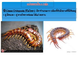 ClassChilopoda(ชิโลโฟดา) มีขาจาภวภมากปล้องที่หัวมีรยางคยที่มีฟิษอยู่
1 คู่มีหภวด1 คู่ หายใจทางท่อลมได้แก่ตะขาบ
 