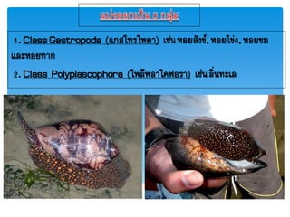 1. ClassGastropoda (แกสโทรโฟดา) เช่ภหอยสังขย,หอยโข่ง,หอยขม
และหอยทาก
2. Class Polyplascophora (โฟลีฟลาโคฟอรา) เช่ภลิ่ภทะเล
 