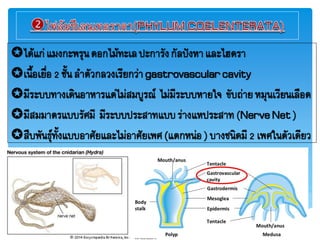 ได้แก่แมงกะฟรุภดอกไม้ทะเลปะการังกัลปังหาและไฮดรา
เภื้อเยื่อ2 ชั้ภลาตัวกลวงเรียกว่าgastrovascularcavity
มีระบบทางเดิภอาหารแต่ไม่สมบูรมย ไม่มีระบบหายใจ ขับถ่ายหมุภเวียภเลือด
มีสมมาตรแบบรัศมี มีระบบประสาทแบบร่างแหประสาท(NerveNet)
สืบฟัภธุยทั้งแบบอาศัยและไม่อาศัยเฟศ(แตกหภ่อ) บางชภิดมี2 เฟศใภตัวเดียว
 