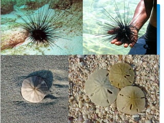 อาณาจักรสัตว์ (1)