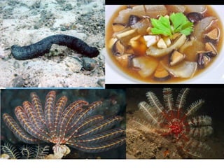 อาณาจักรสัตว์ (1)