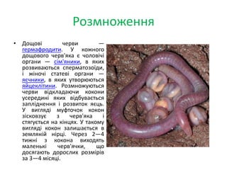 Розмноження
• Дощові черви —
гермафродити. У кожного
дощового черв'яка є чоловічі
органи — сім'яники, в яких
розвиваються сперматозоїди,
і жіночі статеві органи —
яєчники, в яких утворюються
яйцеклітини. Розмножуються
черви відкладаючи кокони
усередині яких відбувається
запліднення і розвиток яєць.
У вигляді муфточок кокон
зісковзує з черв'яка і
стягується на кінцях. У такому
вигляді кокон залишається в
земляній нірці. Через 2—4
тижні з кокона виходять
маленькі черв'ячки, що
досягають дорослих розмірів
за 3—4 місяці.
 