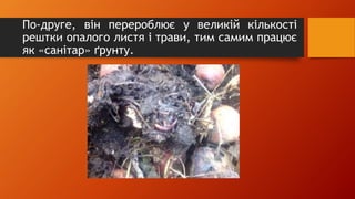 По-друге, він перероблює у великій кількості
рештки опалого листя і трави, тим самим працює
як «санітар» ґрунту.
 