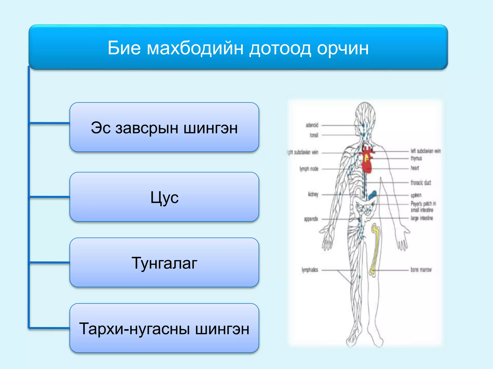 цусны физиологи | PPT