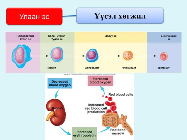 цусны физиологи | PPT