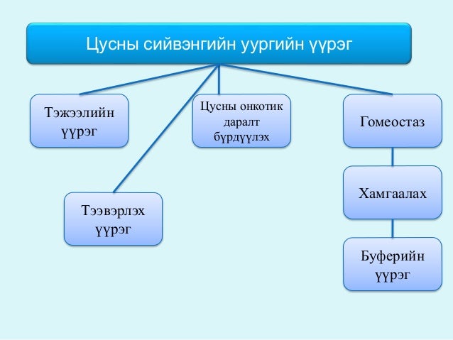 цусны физиологи