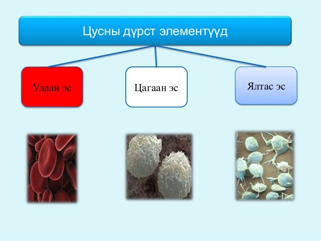 цусны физиологи