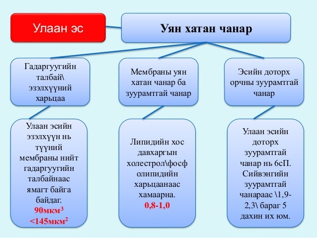 цусны физиологи