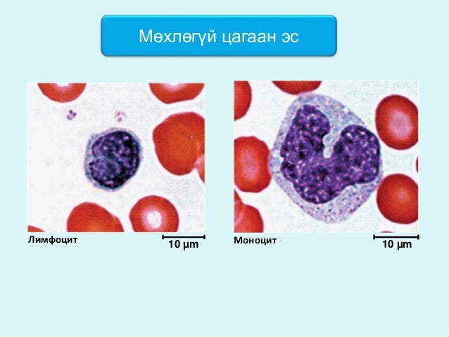 цусны физиологи