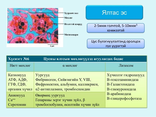 цусны физиологи