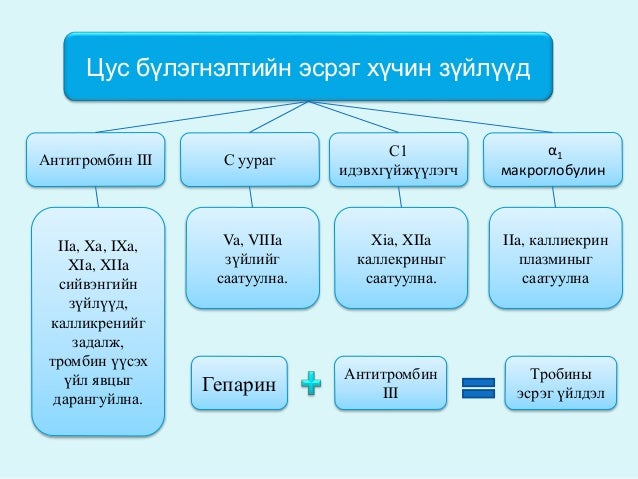 цусны физиологи