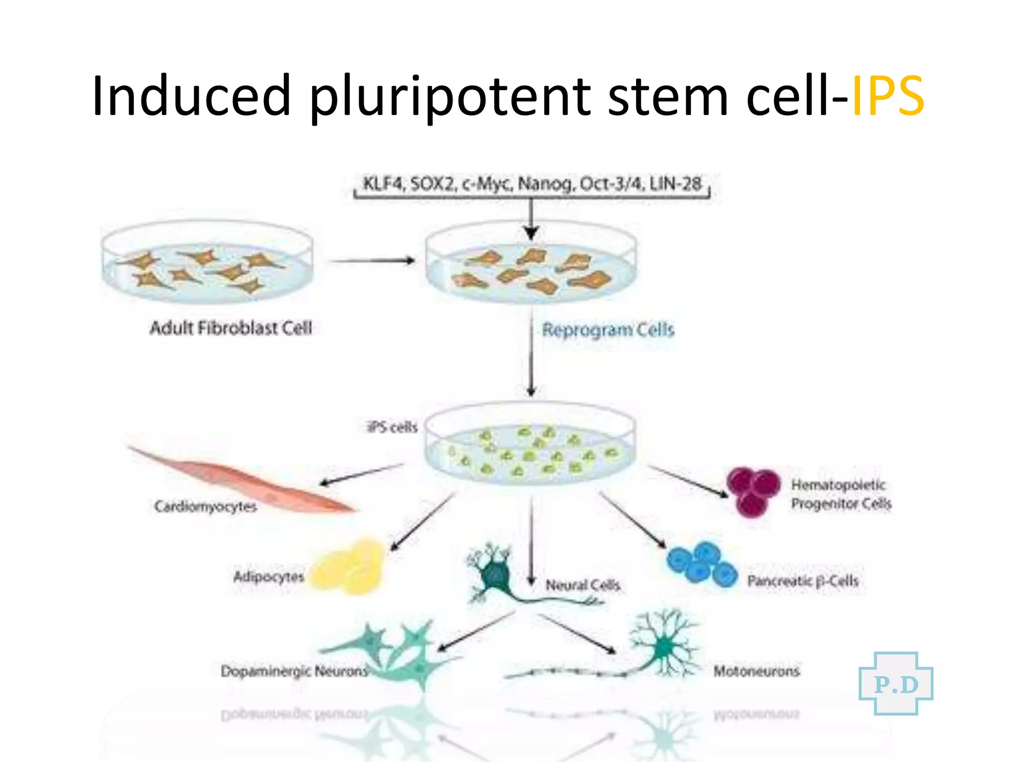Induced pluripotent stem cell-IPS
P.D
 