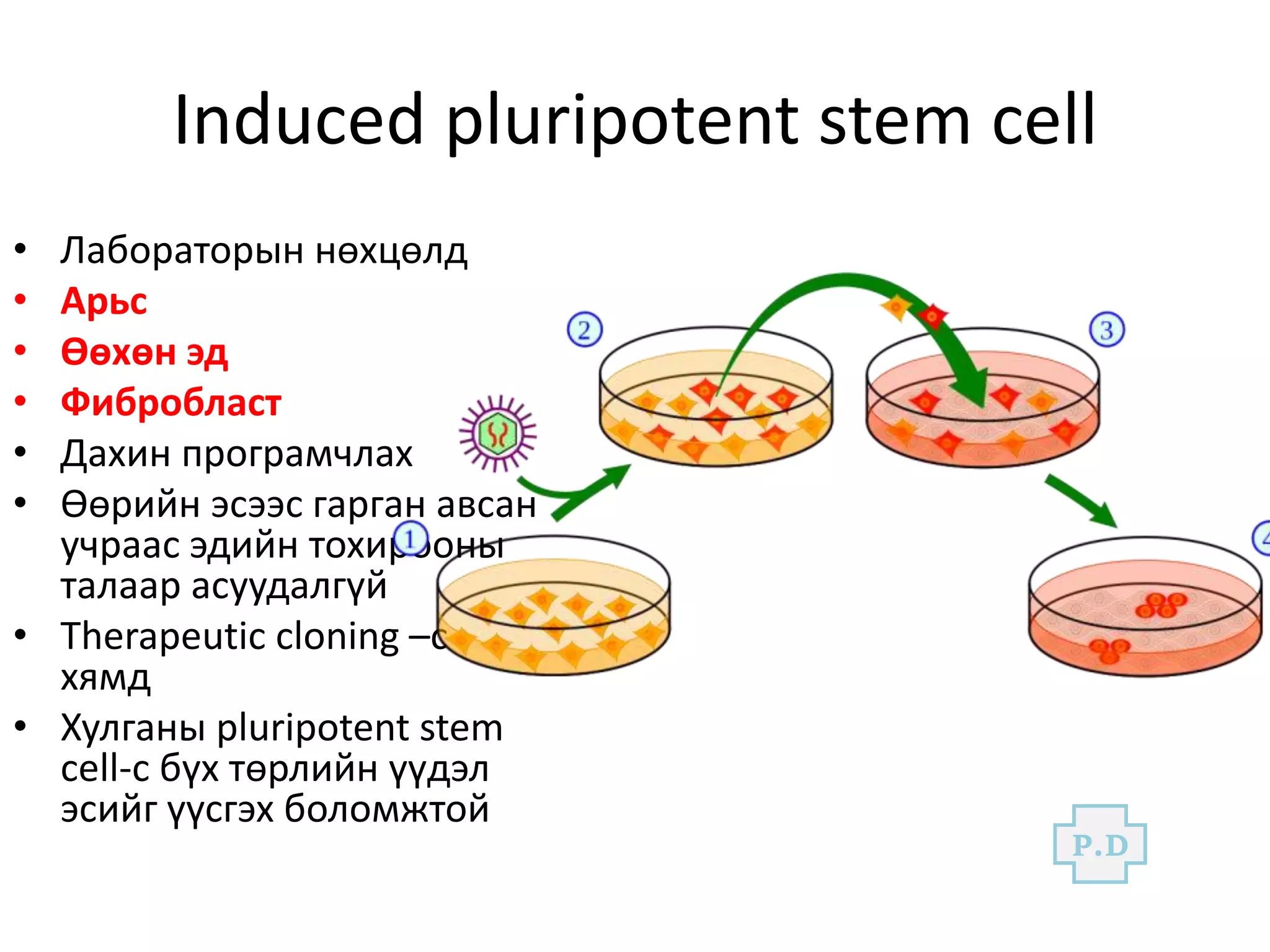Induced pluripotent stem cell
• Лабораторын нөхцөлд
• Арьс
• Өөхөн эд
• Фибробласт
• Дахин програмчлах
• Өөрийн эсээс гарган авсан
учраас эдийн тохирооны
талаар асуудалгүй
• Therapeutic cloning –с
хямд
• Хулганы pluripotent stem
cell-с бүх төрлийн үүдэл
эсийг үүсгэх боломжтой
P.D
 
