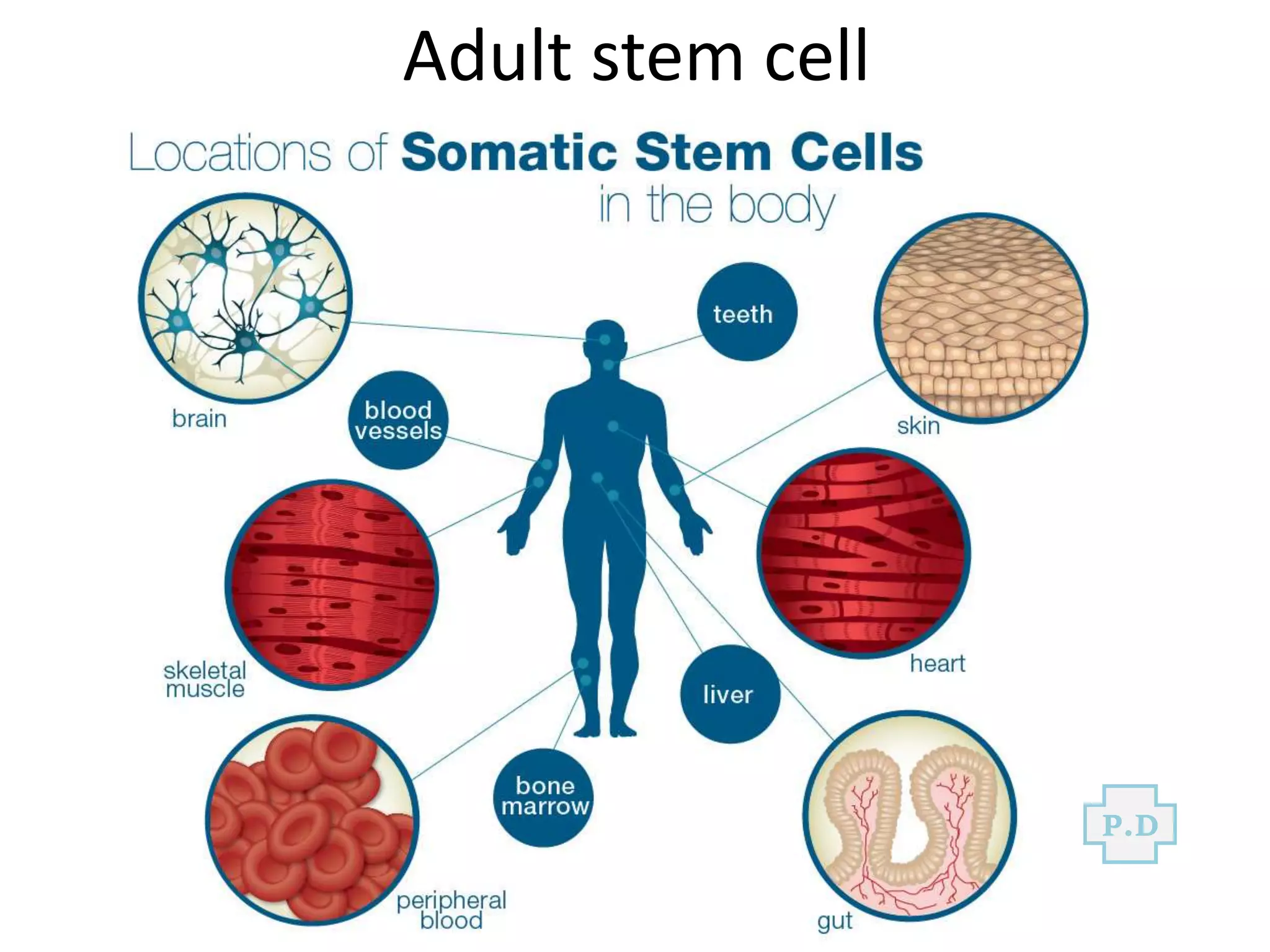 Adult stem cell
P.D
 