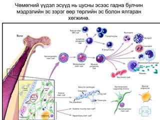 үүдэл эс болон эдийн био инжнерчлэл