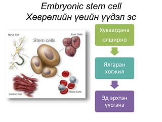 үүдэл эс болон эдийн био инжнерчлэл