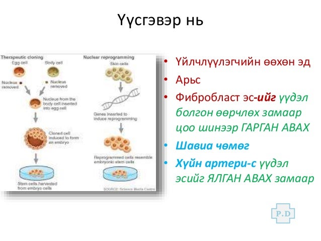 үүдэл эс болон эдийн био инжнерчлэл